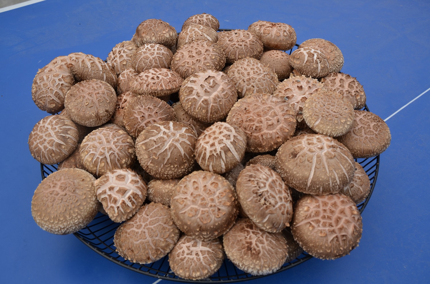 鲜香菇